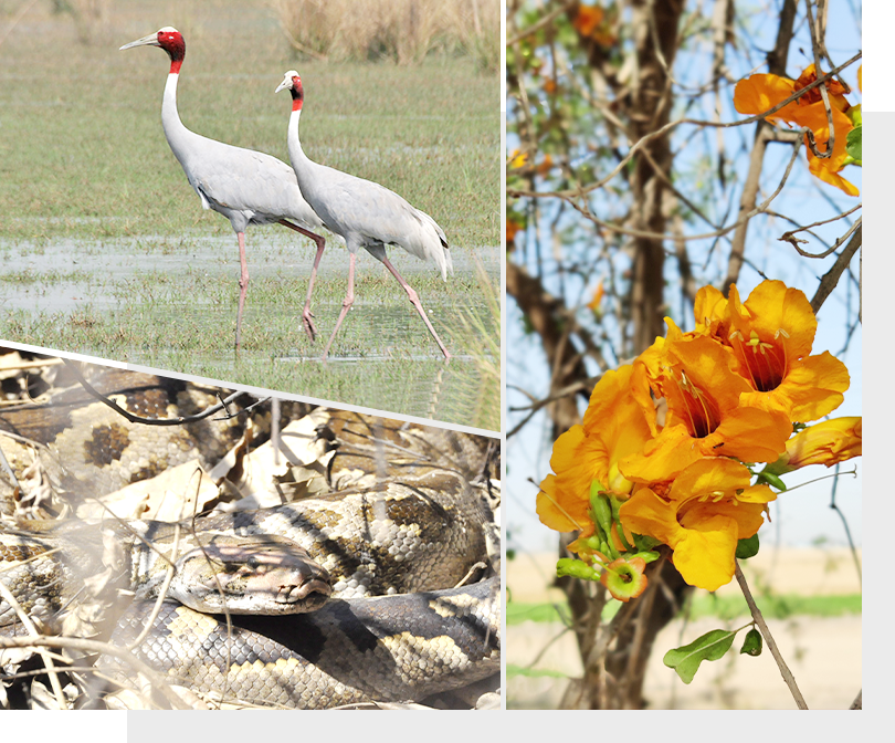 biodiversity essay in punjabi